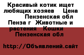 Красивый котик ищет любящих хозяев. › Цена ­ 5 000 - Пензенская обл., Пенза г. Животные и растения » Кошки   . Пензенская обл.